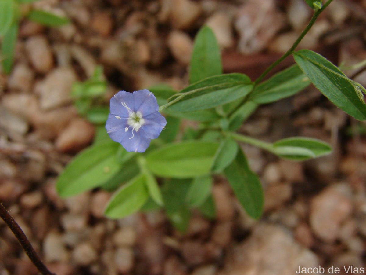 Evolvulus alsinoides (L.) L.